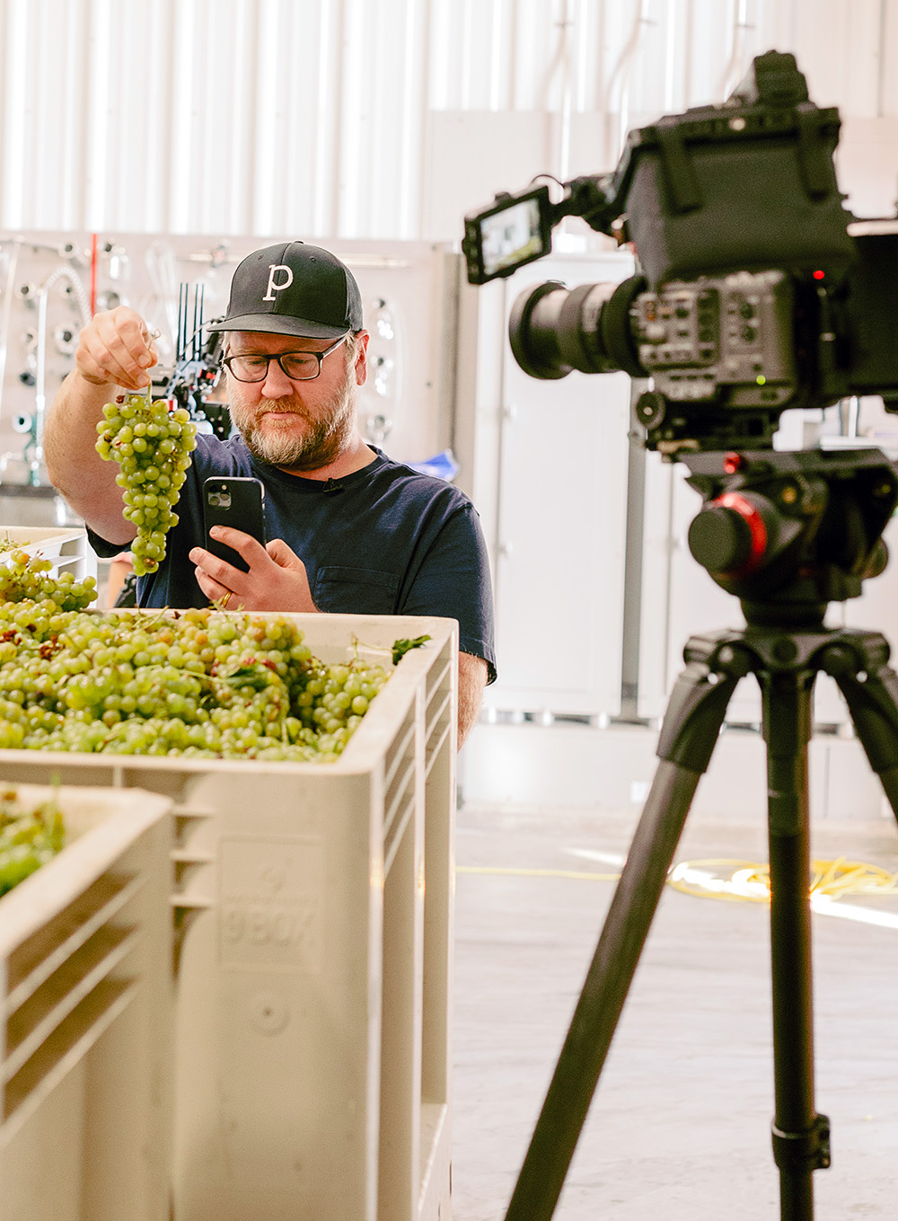 Dan Petroski in the winery taking a picture of a white wine grape cluster on the day of harvest.