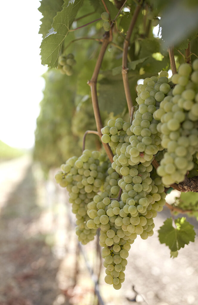 Tocai Friulano at Bowland Vineyard in Russian River Valley
